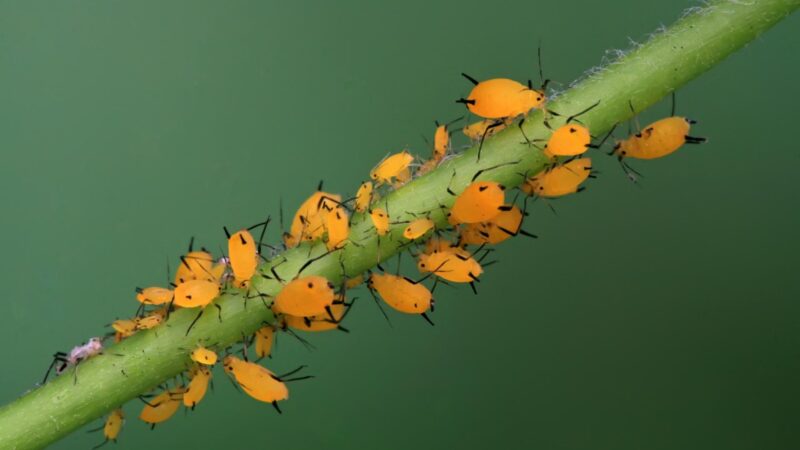 Aphids