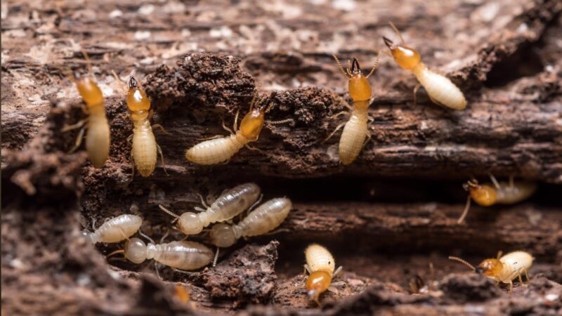 Are Baby Termites Harmful