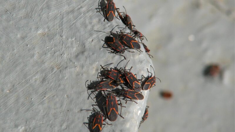 Are Boxelder Bugs a Problem