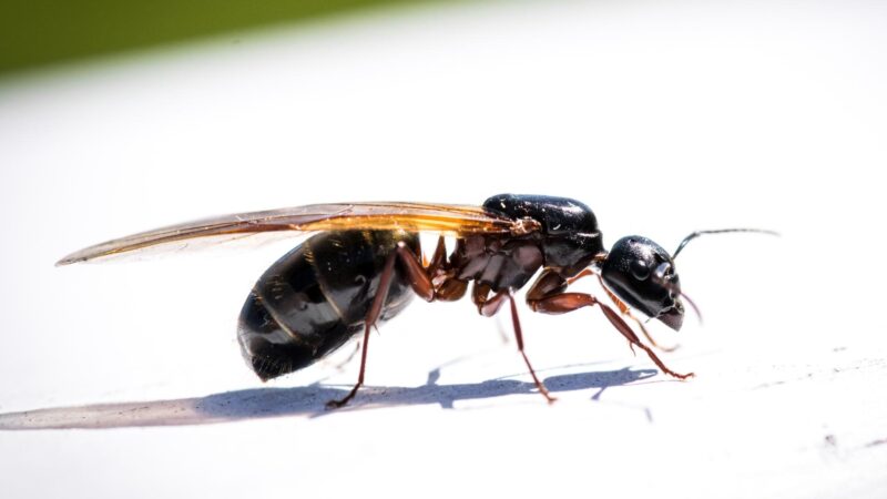 Are Flying Ants Attracted to LED Lights