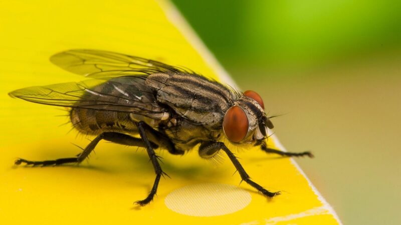 Are House Flies Harmful to Humans