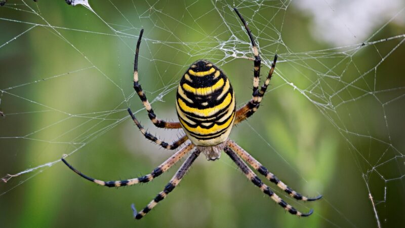 Are Spiders Attracted to LED Lights