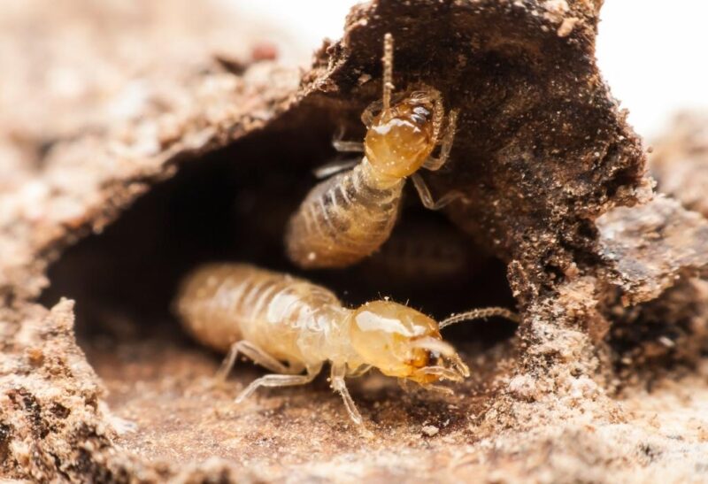 Baby Termites vs. Adult Termites