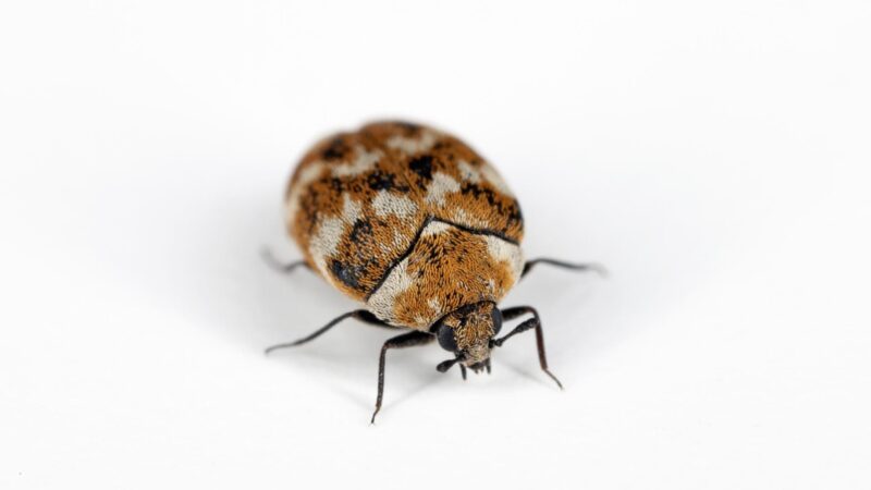 Carpet Beetles