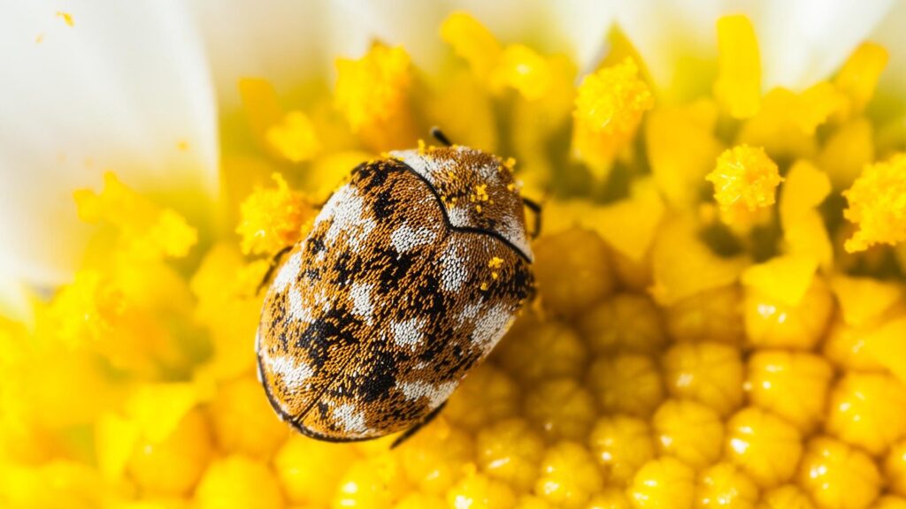 Carpet Beetles