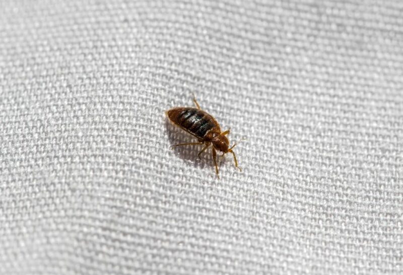 Common Household Bugs That Are Hiding on Couches and Furniture