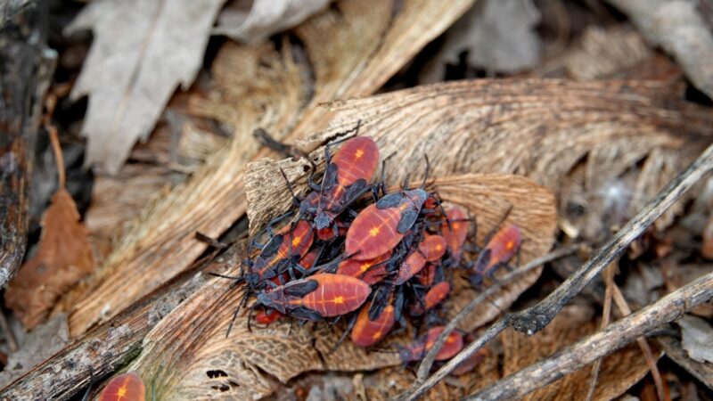 Do Boxelder Bugs Live In the Ground