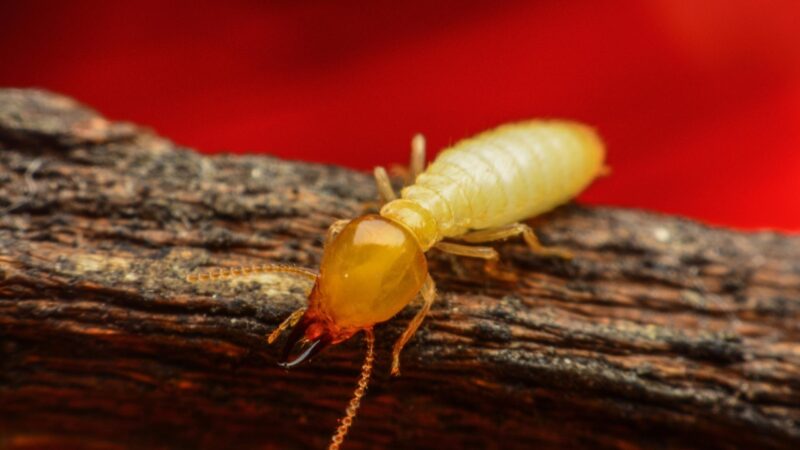 Do Termites Go Away on Their Own