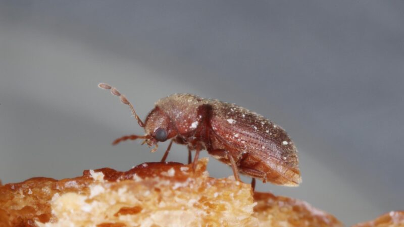 Drugstore Beetle