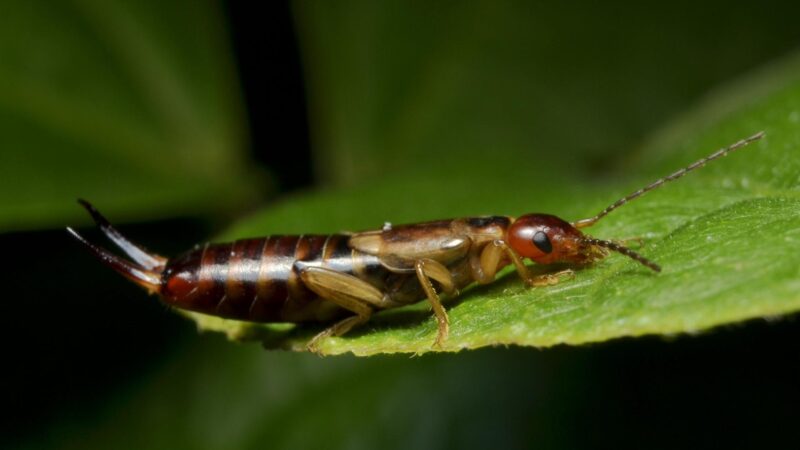 Earwigs