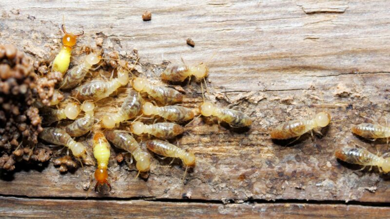 How Do Termites Cause So Much Destruction to Homes