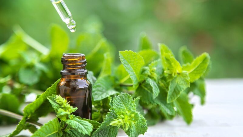 How Do You Mix Peppermint Oil for Mice