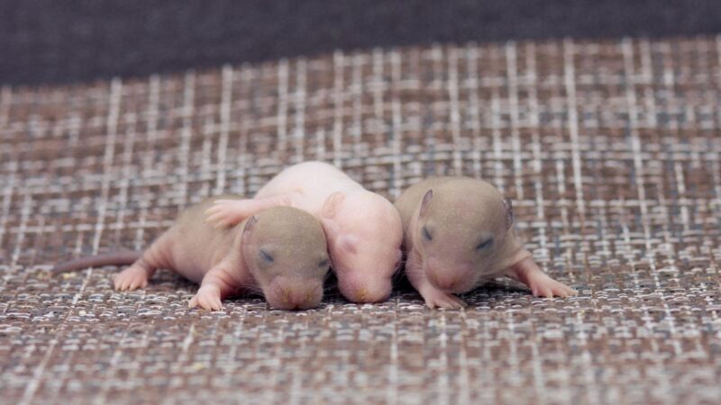 How Long Can Baby Mice Live Without Their Mother