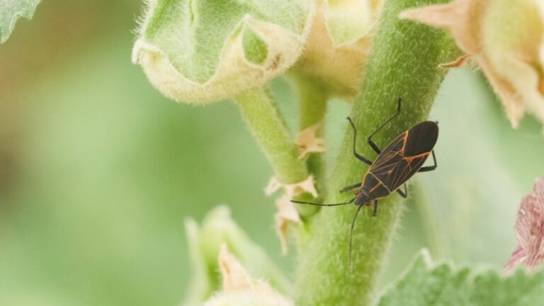 Black and Orange Bugs Around Yard | Identification and Control Guide ...