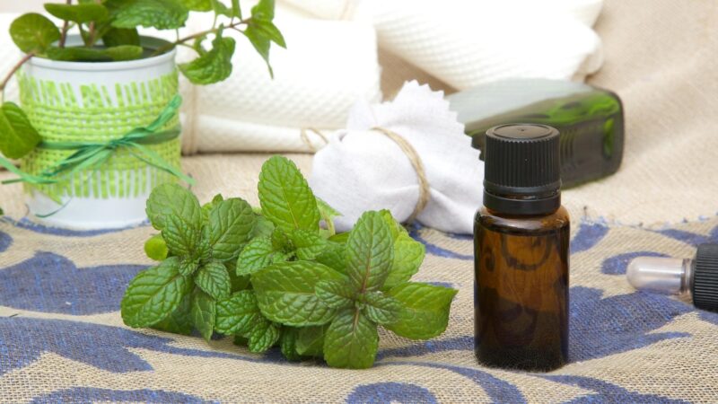 How to Make a DIY Peppermint Spray for Mice