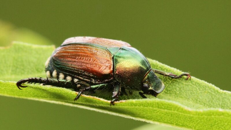 Japanese Beetles