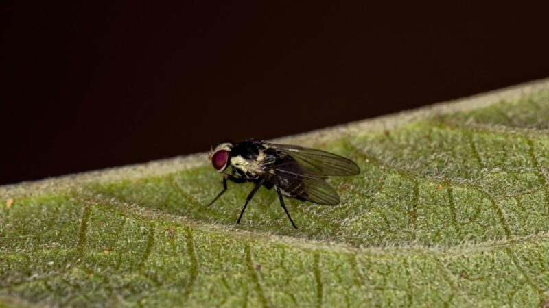 Leafminer