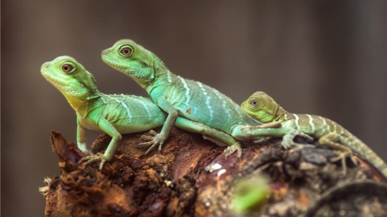 9 Best Lizard Repellents That Actually Work | A Detailed Guide - Pest ...