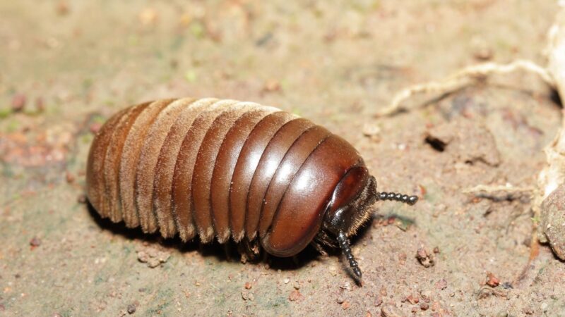 Pillbugs