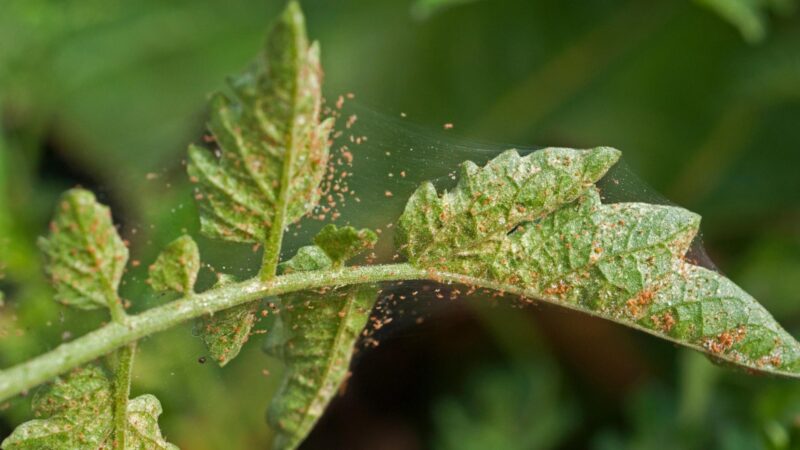 Spider Mites