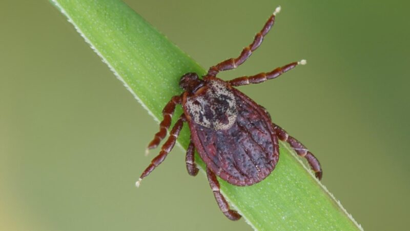 Ticks