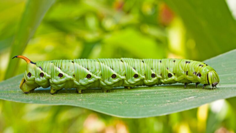 Tomato Hornworm