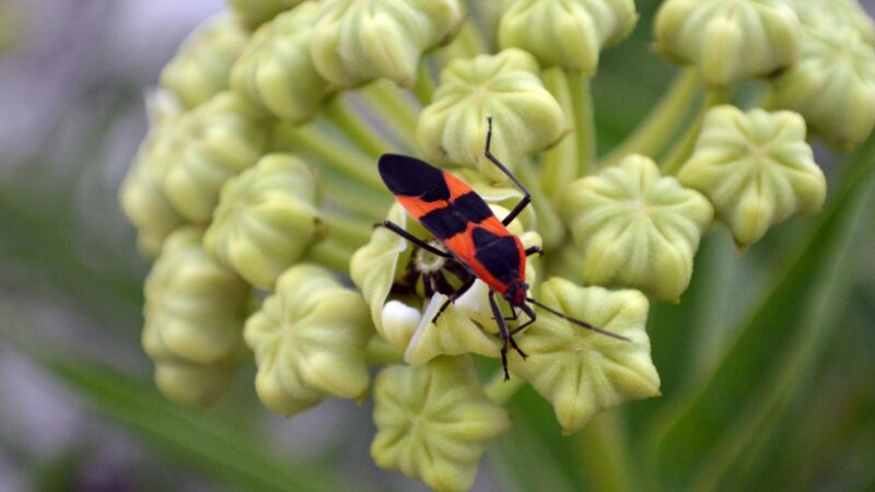 What Are Boxelder Bugs