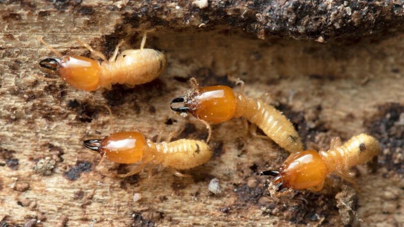What Are the Signs of Termite Damage