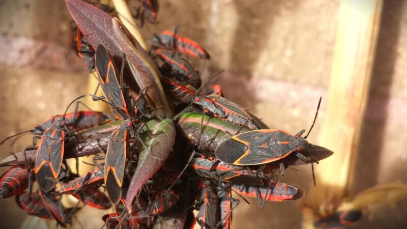 What Attracts Boxelder Bugs in Your Yard