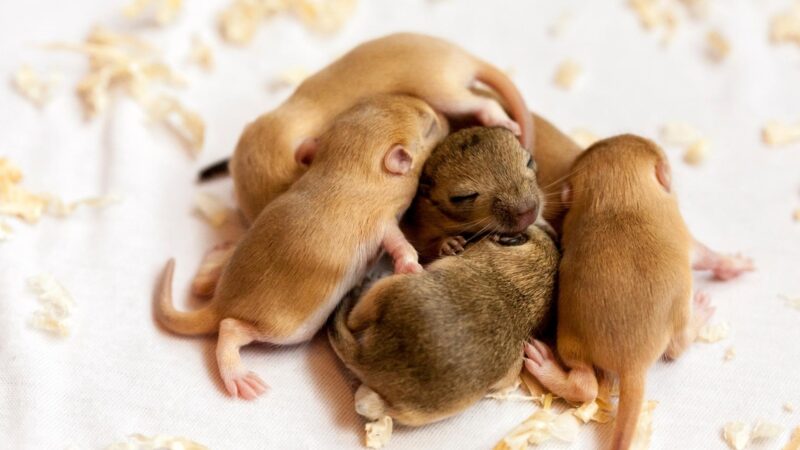 What Do Baby Mice Look Like