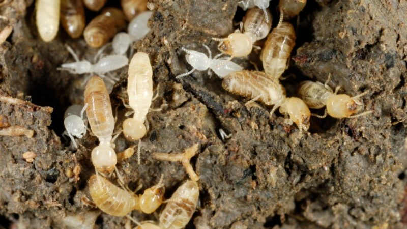 What Do Baby Termites Look Like