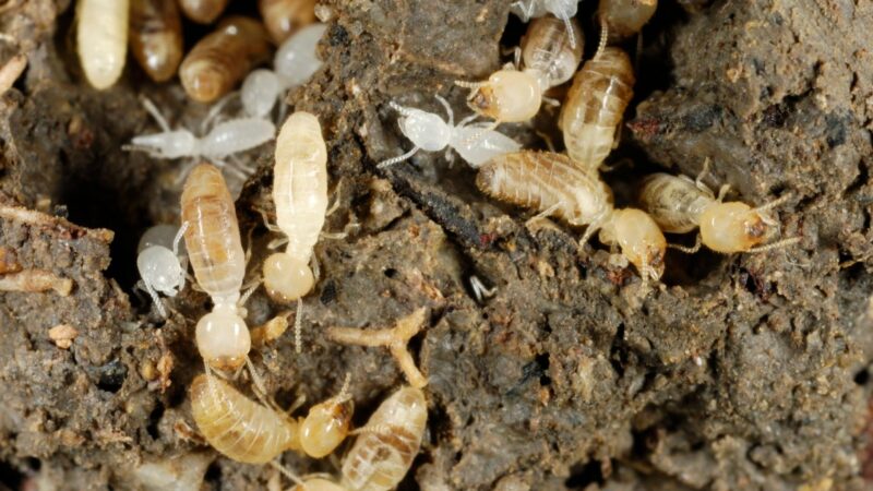 what's a baby termite look like