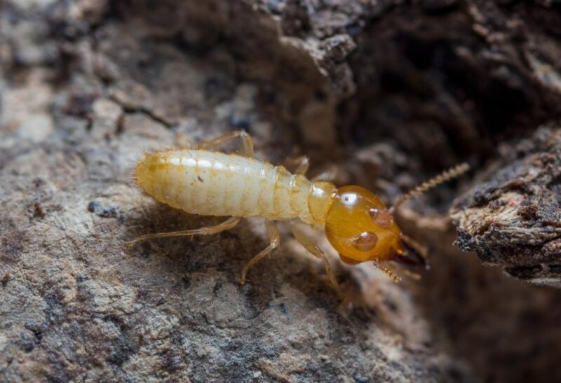 What Does Termite Damage Look Like.