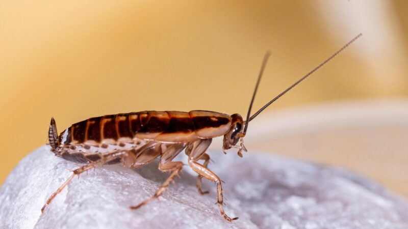 What House Bugs Are Attracted to LED Lights