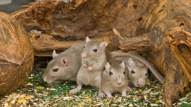 What Time of Year Do Mice Have Babies