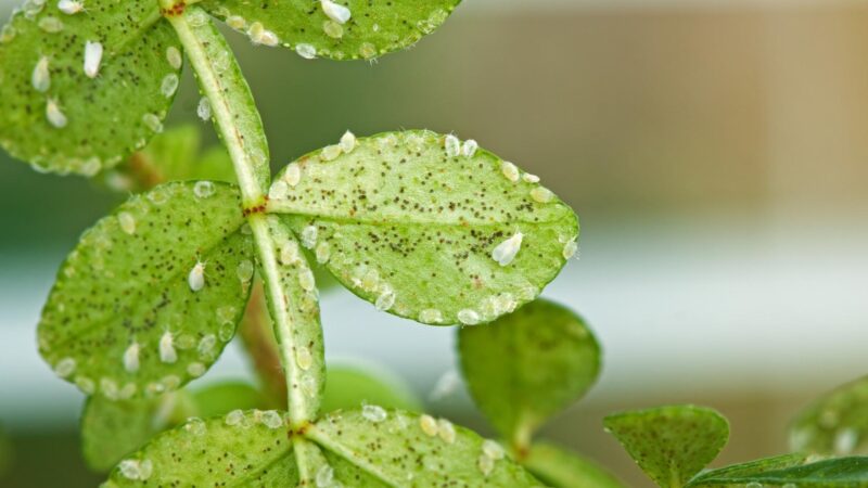 Whiteflies