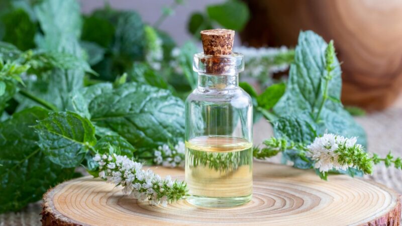 Will Peppermint Oil Get Rid of Mice