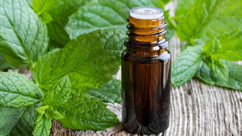Will Peppermint Oil Keep Mice Away