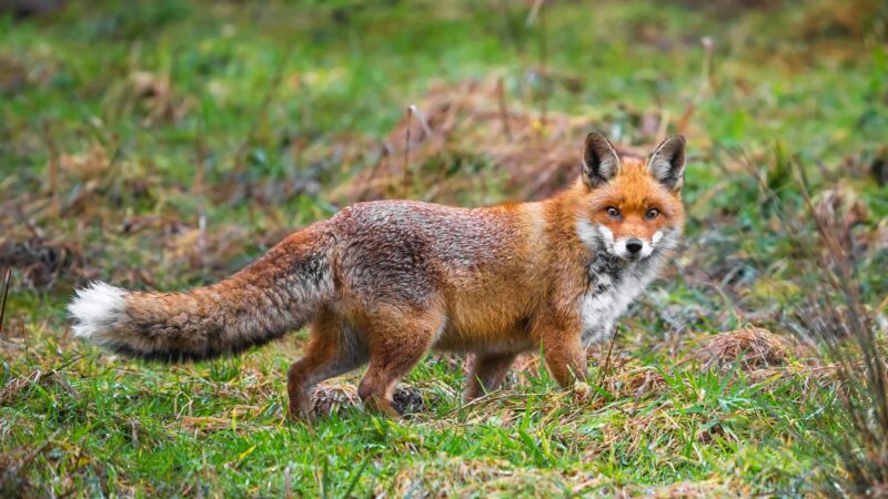 do foxes sound like dogs barking