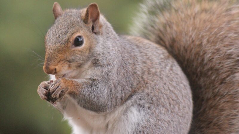 Can Strong Scents Really Drive Squirrels Away