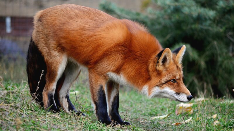 Do Foxes Scream When They See People