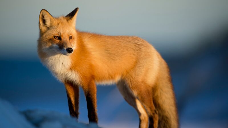 How Many Sounds Do Foxes Make