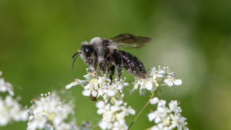 About Ashy Mining Bees