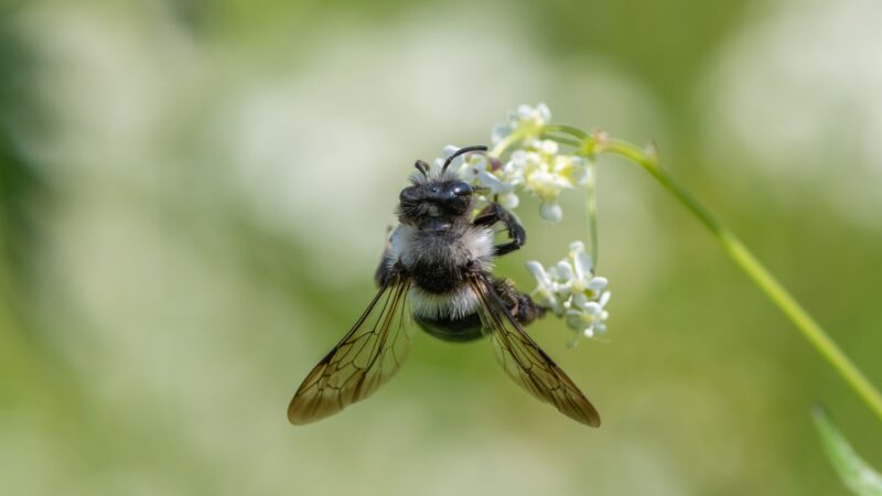 Are Ashy Mining Bees Aggressive