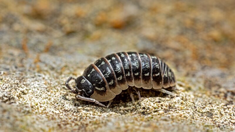 Beach Isopods