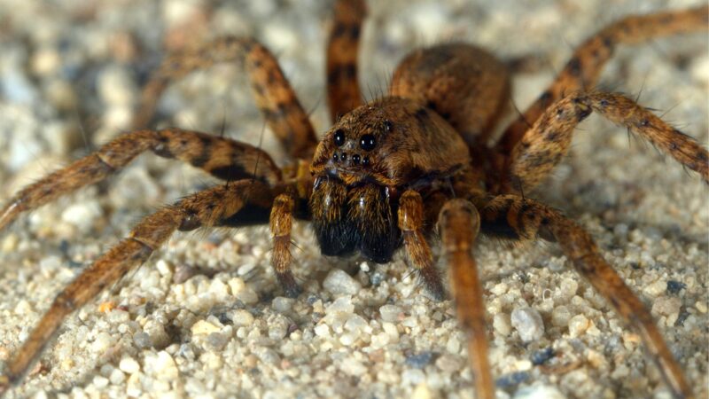 Beach Wolf Spiders