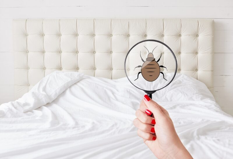 Bed Bugs - Do I Need to Hire an Exterminator