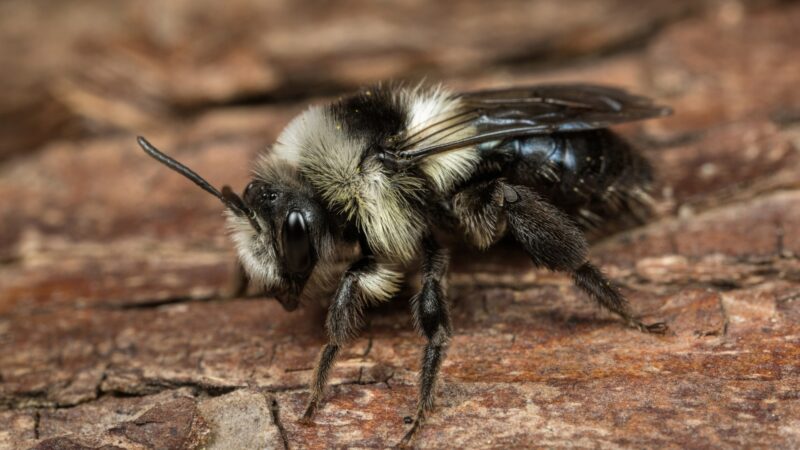 Can Ashy Mining Bees Sting
