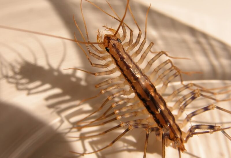Common House Centipedes