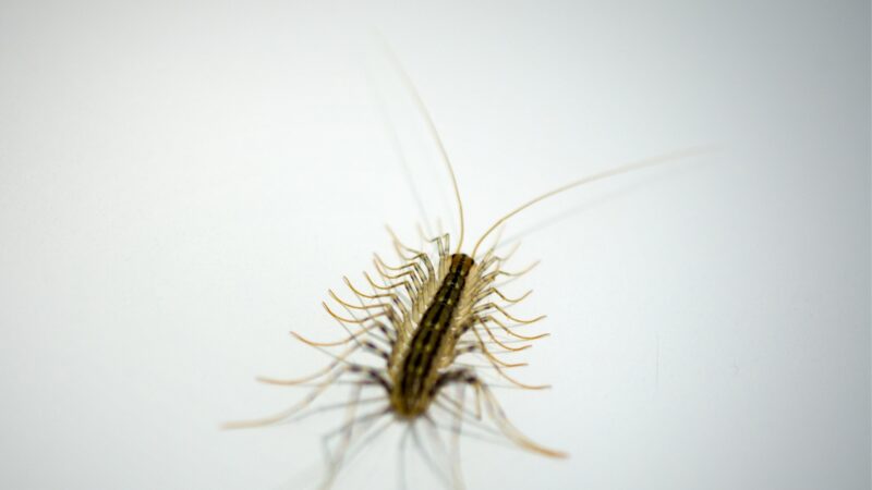 Do Centipedes Crawl on You at Night